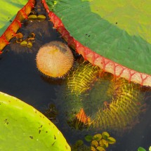 Bud of the aquatic plant